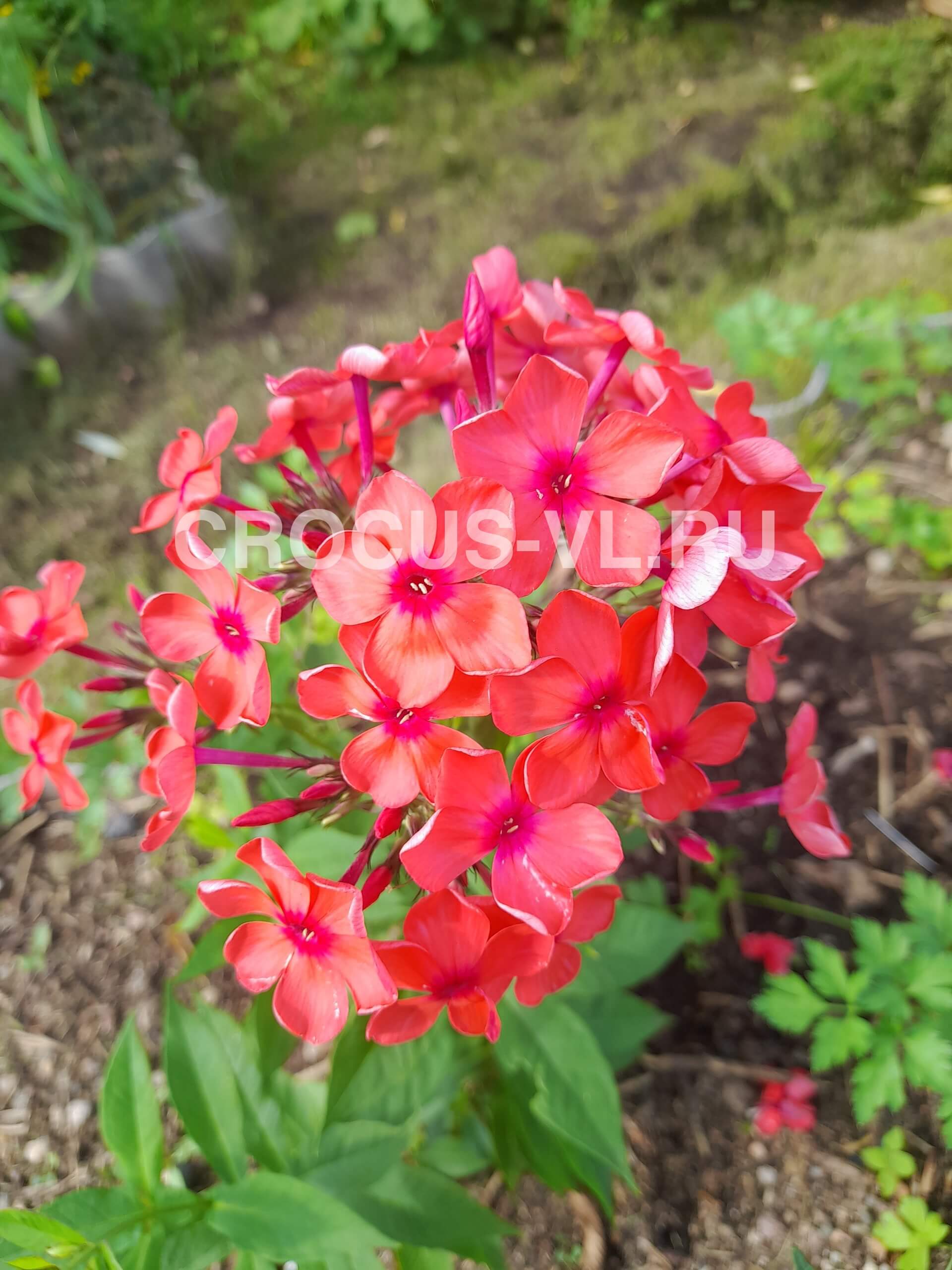 Флокс метельчатый «Пионерский Костер»